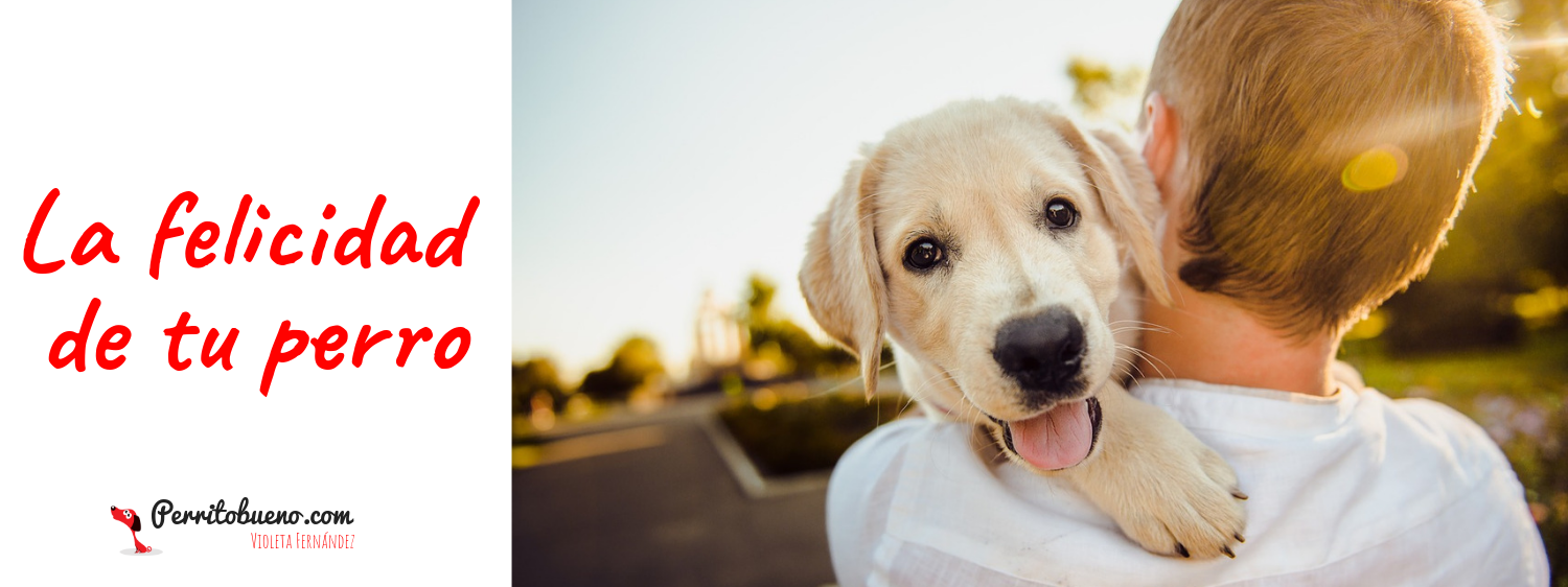 Mi perro es feliz