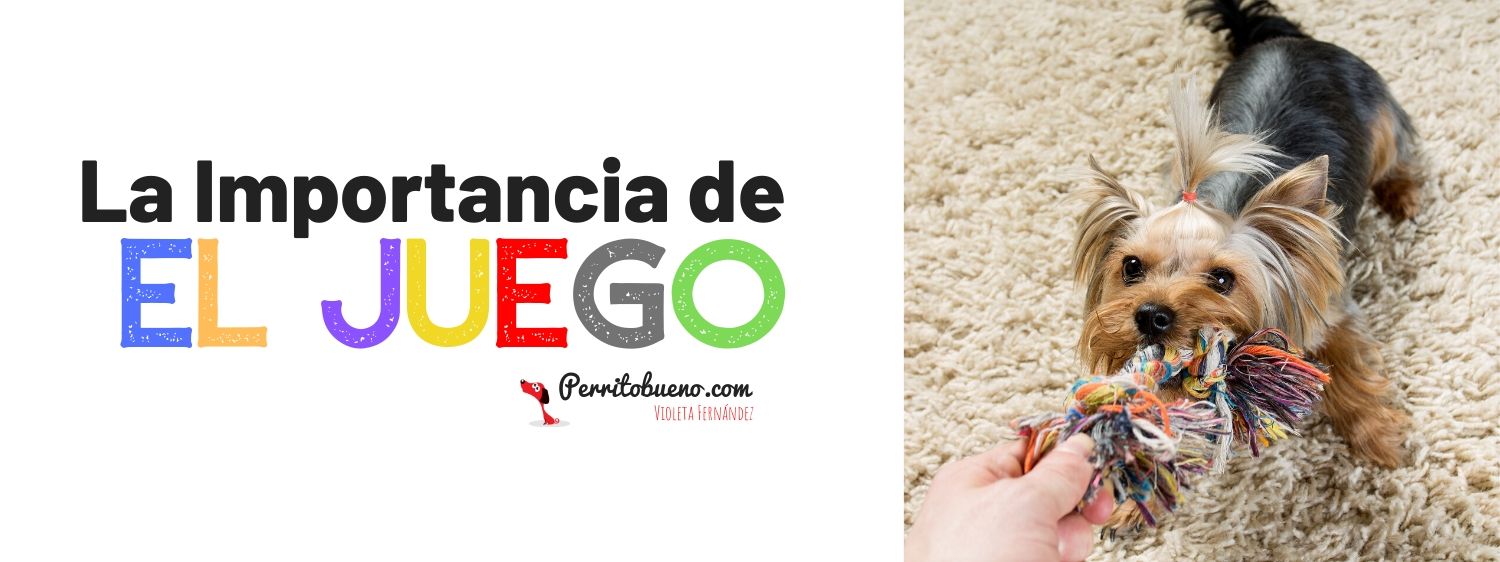 el juego con tu perro