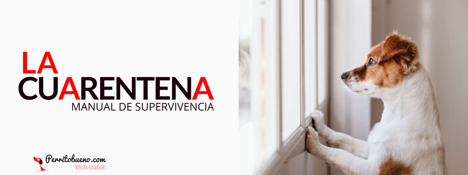 superar la cuarentena con mi perro