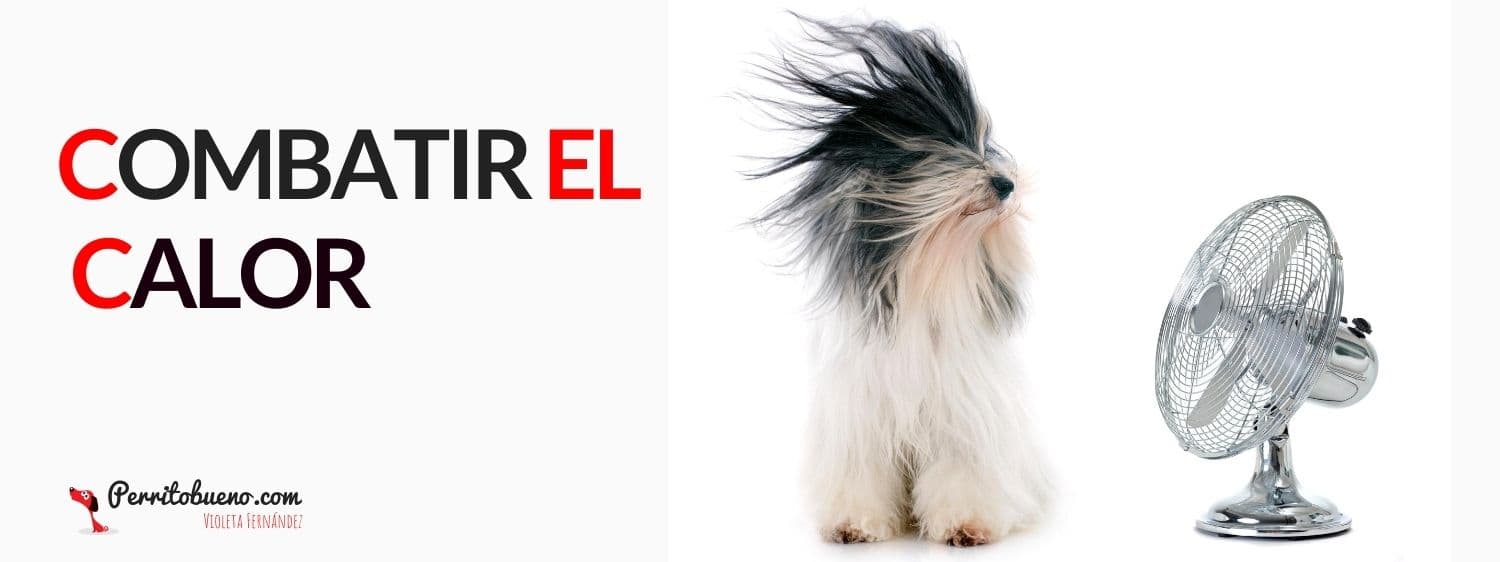perro no sufra con el calor